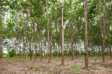Row of para rubber plantation in South of Thailand,rubber trees