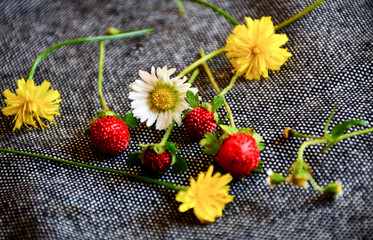 Red wild strawberries among small beautiful wildflowers on a gray neutral background. The gray background and delicate flowers very strongly emphasize the red fruits of the berries.