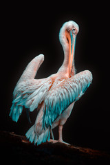 Pelikan