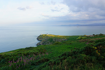 Fototapeta premium View of green heather fields, the Baily Lighthouse and the Irish Sea seen from the Howth Summit in Howth, near Dublin, Ireland
