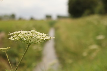 a white cow parsley flower closeup and a green landscape with ditch in the background in holland in summer