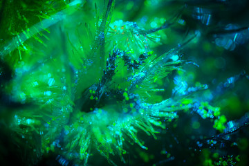 underwater prints in ultra macro photography