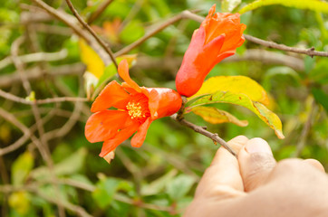 Orange Bloom Of Pomegranate Tree