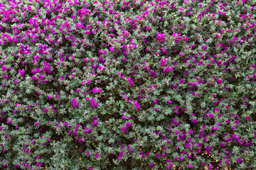 Madison Square Garden, Beauty, Beauty In Nature, Blossom, Botany