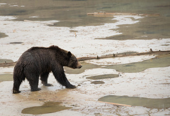 Grizzly bear in the spring