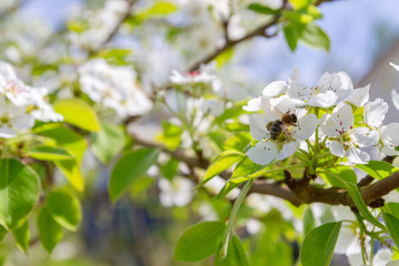 Bee collects nectar from white flowers of pear tree in late spring