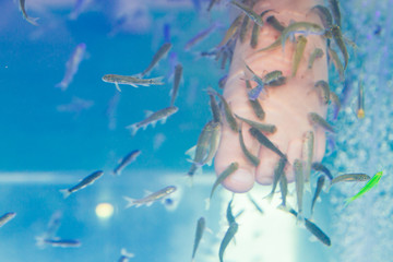 Fish Garra rufa in the aquarium treated feet