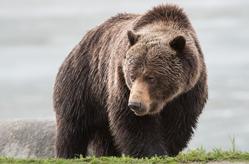 Grizzly bear in the spring