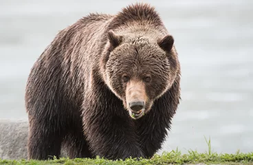 Rolgordijnen Grizzly bear in the spring © Jillian