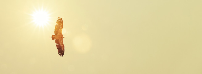 Geier am Himmel im Gegenlicht