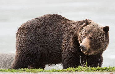 Grizzly bear in the spring