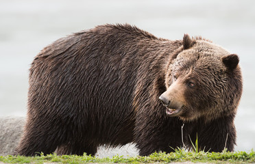 Grizzly bear in the spring