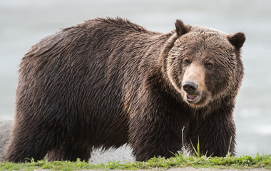 Grizzly bear in the spring