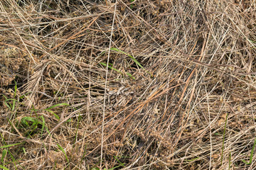 background old dry grass and a young green grass