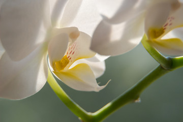 Naklejka na ściany i meble Macro photo of white orchid. Phalaenopsis