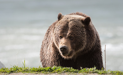 Grizzly bear in the spring