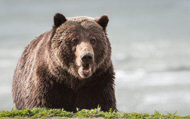 Grizzly bear in the spring