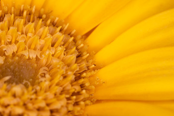 Gerbera yellow flower head, genus of plants in the Asteraceae of the daisy family native to tropical regions of South America, Africa and Asia, macro with shallow depth of field 