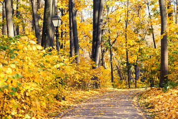 Obraz premium Autumn alley park landscape. Fall season nature landscape with pathway, yellow leaves tree background