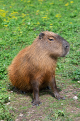 Capybara animal in natural environment 