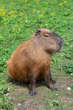 Capybara animal in natural environment 