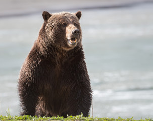 Grizzly bear in the spring