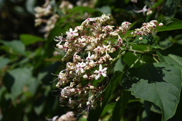 Harlequin glory bower blossoms / Harlequin glory bower has an offensive odor on leaves, but young...