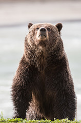 Obraz premium Grizzly bear in the spring