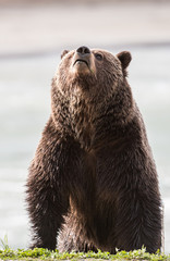 Obraz premium Grizzly bear in the spring