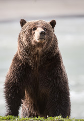 Obraz premium Grizzly bear in the spring