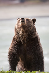 Obraz premium Grizzly bear in the spring
