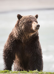 Obraz premium Grizzly bear in the spring