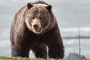 Grizzly bear in the spring