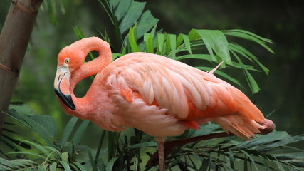 Flamingo rosado en cautiverio