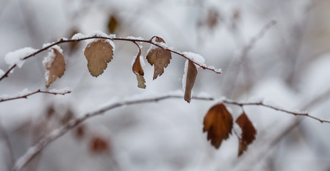 Snow covered dried leaf. Winter season park nature background. Selective focus