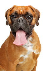 Portrait of a German Boxer dog on white