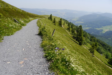 Fototapeta na wymiar Wanderweg im Gebirge des Schwarzwaldes