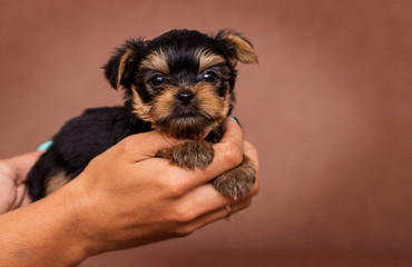 little puppy of yorkshire terrier looks indoors