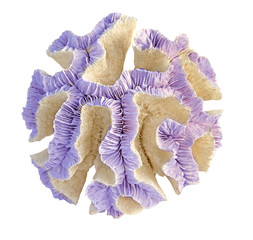 Coral isolated on white background