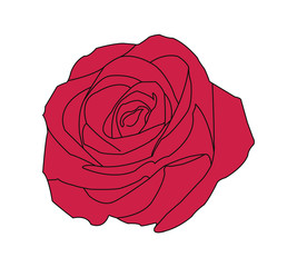 Black line art color rose illustration - vector
