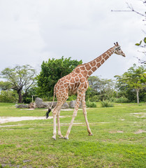 Giraffe in the Zoo. Miami, Florida