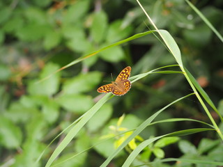 mariposa posada sobre un vegetal verde 