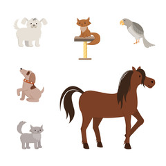 Domestic animals flat vector illustrations set. Cartoon toy dogs, purebred pets, mongrel cats, puppies. Exotic bird, grey parrot and strong horse, stallion, mare with beautiful mane hair