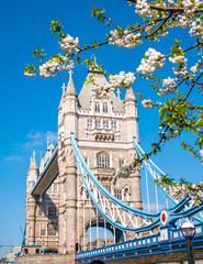 Famous landmark of London Tower Bridge in spring season with white apple tree flowers  - England,...