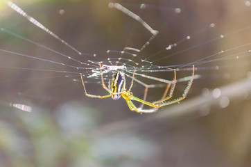 Yellow Striped Spider On Web