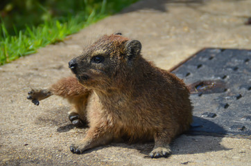 Dassie lying in the sun