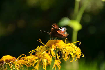 A Butterfly on flower