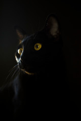 Black oriental cat with yellow eyes on a black background. Studio animal portrait.