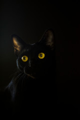 Black oriental cat with yellow eyes on a black background. Studio animal portrait.