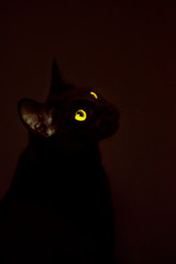 Black oriental cat with yellow eyes on a dark red background. Studio animal portrait.